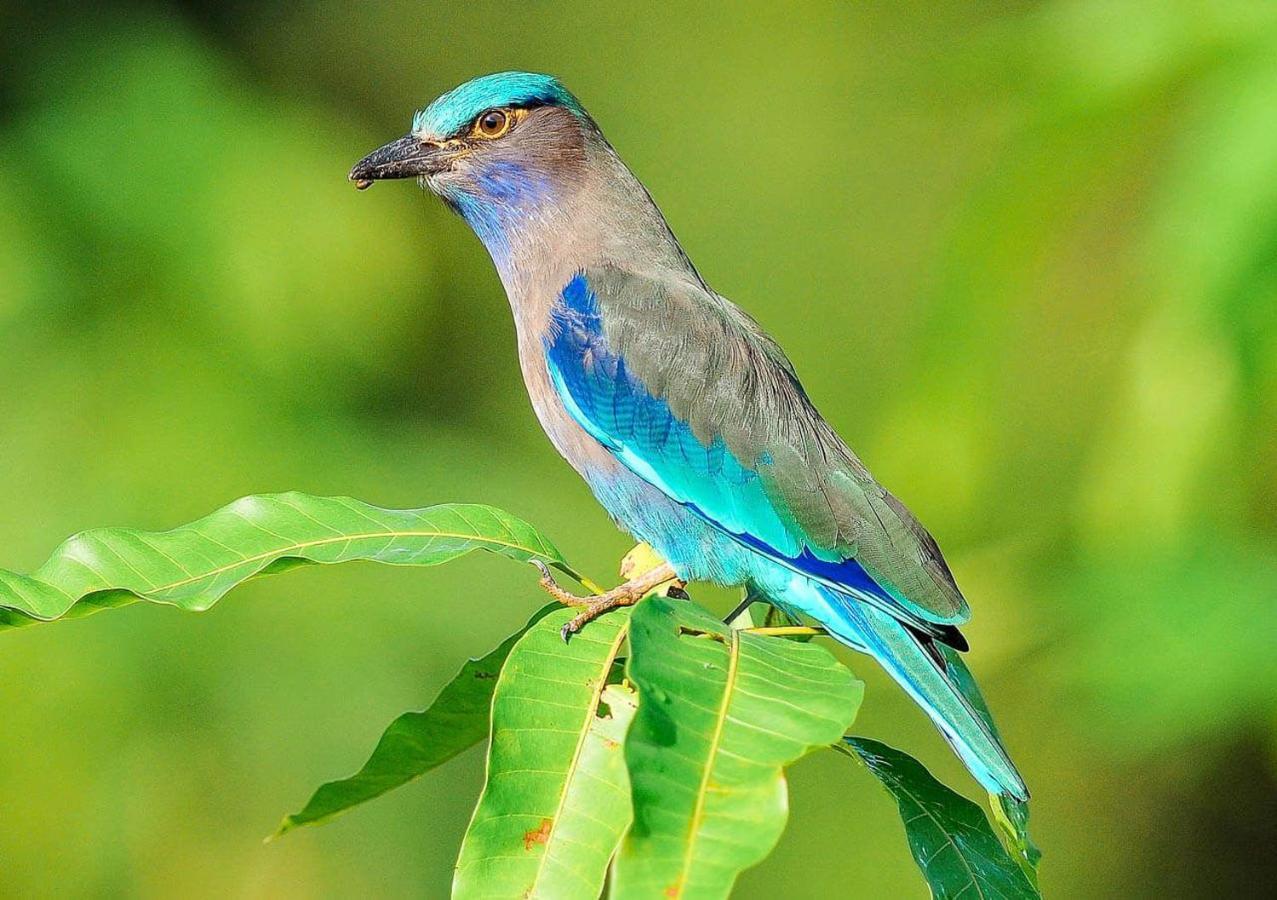 مبيت وإفطار شاطئ مينام Samui Blue Bird المظهر الخارجي الصورة